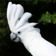 Djinnsective