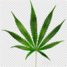 Calikushgaming