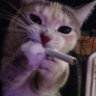 topgsenna7777