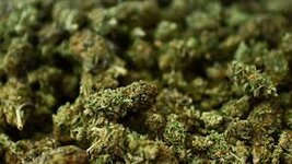 buy weed online in Palma fast Delivery.jpg