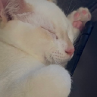 blondpanna