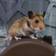 GarzD