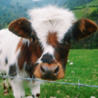 StinnaBroer
