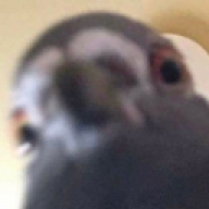 VicLaBique
