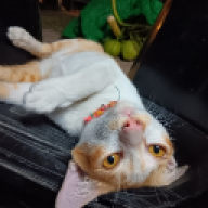 degav