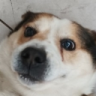 Ziutuss