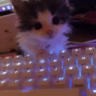 johnyy2137