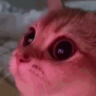 kripeqq