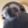 VicLaBique
