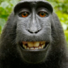 Rufus_