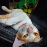 degav