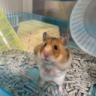 furomi